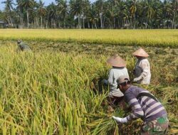 Aceh Besar  Mulai  Panen  Padi