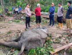 Seekor Gajah Betina Mati di Aceh Timur