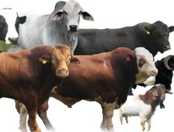 ASN Pemko Langsa Qurban 44 Ekor Sapi