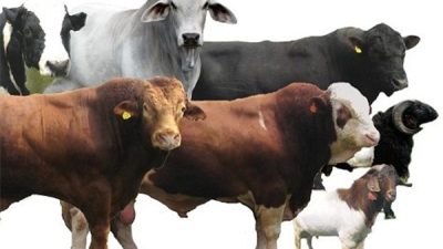 ASN Pemko Langsa Qurban 44 Ekor Sapi
