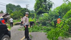 Pohon Tumbang di Jalinsum Medan-Banda Aceh