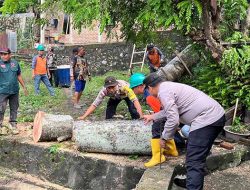 Pohon Tumbang Rusak Dua Rumah Warga di Sabang