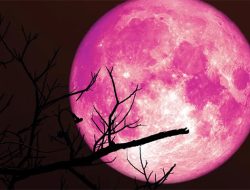 Jangan lewatkan Fenomena Stroberi Moon pada 11 Juni 2025