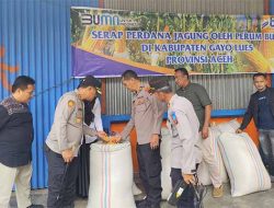 Serap Perdana Jagung Perum Bulog di Gayo Lues