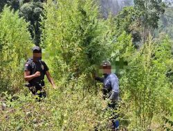 Satres Narkoba Polres Gayo Lues Temukan Ladang