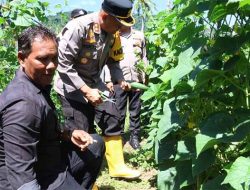 Panen Raya Timun Serentak di Kota Sabang