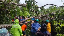 sabang_pohon tumbang