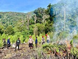 25 Ha Ladang Ganja Siap Panen Ditemukan di Galus