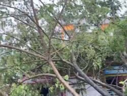 Hujan dan Angin, Pohon Tumbang di Langsa