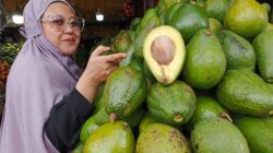 Selain Kopi, Alpukat Masih jadi Buruan Pencari Oleh-oleh Dataran Tinggi Gayo