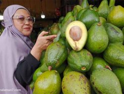 Selain Kopi, Alpukat Masih jadi Buruan Pencari Oleh-oleh Dataran Tinggi Gayo