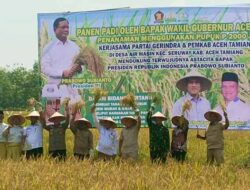Aceh Tamiang Panen Raya Padi di Lahan Terbengkalai