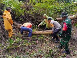 Cuaca Ekstrem di Sabang, Pepohonan Tumbang di Jalan
