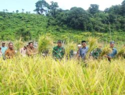 ‎Sabang Panen Padi Gogo 2,5Ton   ‎