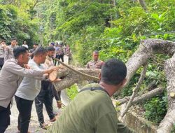 Pohon Tumbang Tanjakan Gapang, Kapolres Sabang Lakukan ini