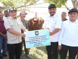Korban Bencana Aceh Tamiang Dapat Bantuan 25 Ekor Sapi Meugang dari Presiden