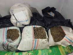 Polda Aceh Gagalkan Peredaran 50 Kg Ganja di Bireuen