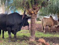 ‎Polda Aceh Bagikan Ratusan Paket Daging Meugang pada Masyarakat