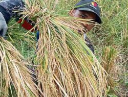 Padi Gogo jadi Fondasi Kemandirian Pangan di Sabang