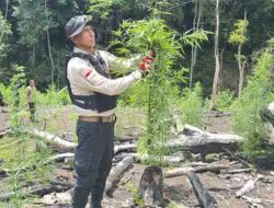 Polda Aceh Musnahkan 20 Hektar Ladang Ganja di Lampanah