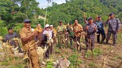 Panen Raya Perdana Jagung Pipil BUMG Balohan