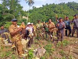 Panen Raya Perdana Jagung Pipil BUMG Balohan