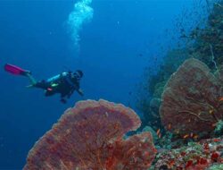 Keberagaman Spot Selam di Sabang Memberikan Banyak Pilihan Bagi Wisatawan