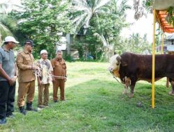 Bupati Aceh Tamiang Serahkan Sapi Qurban dari Presiden