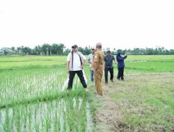 Pemkab Aceh Tamiang Kebut Perecapatan Rehabilitasi dan Rekonstruksi Lahan Pertanian
