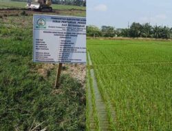 Kolaborasi Satgas PRR, TNI dan Petani Aceh Hijaukan Kembali Sawah