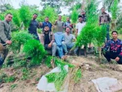 Polres Langsa Amankan 83 Batang Ganja Siap Panen di Perkebunan Sawit Aceh Timur