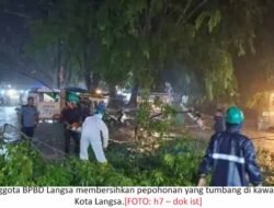 ‎Hujan disertai Angin Kencang, Sejumlah Pohon di Langsa Tumbang