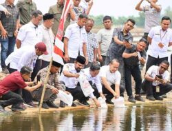 4,2 Juta Benur Udang Vaname di Peureulak