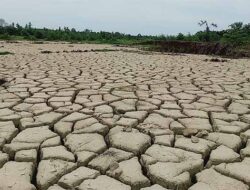 Ribuan Hektar Sawah Masih Rusak Terbengkalai PascaBencana