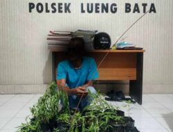 Tanam Ganja di 16 Polybag, Warga Lamdom Berurusan dengan Polisi